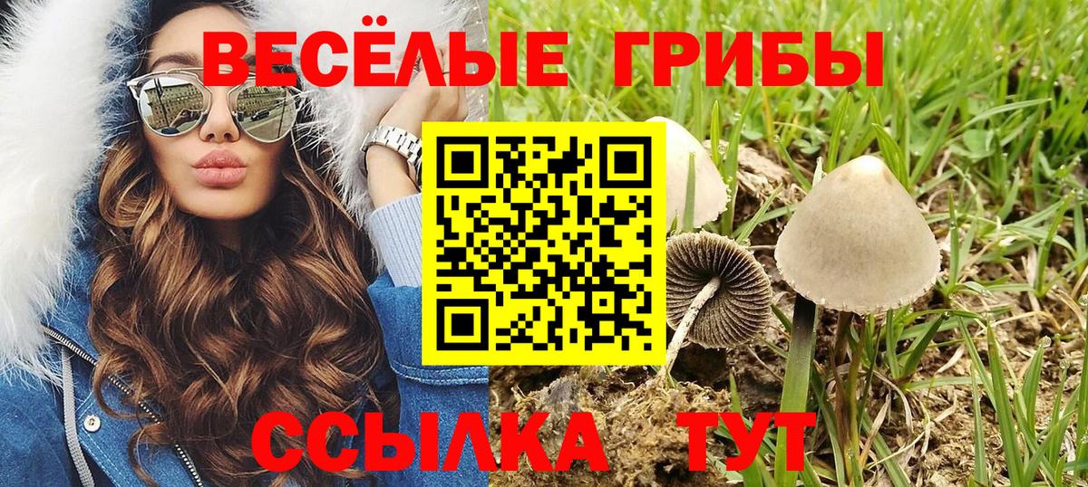 Жигулёвск  цена наркотик  Вход с VPN  Псилоцибиновые грибы Psilocybine cubensis 